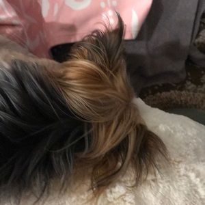 Meet your Posher, Steve